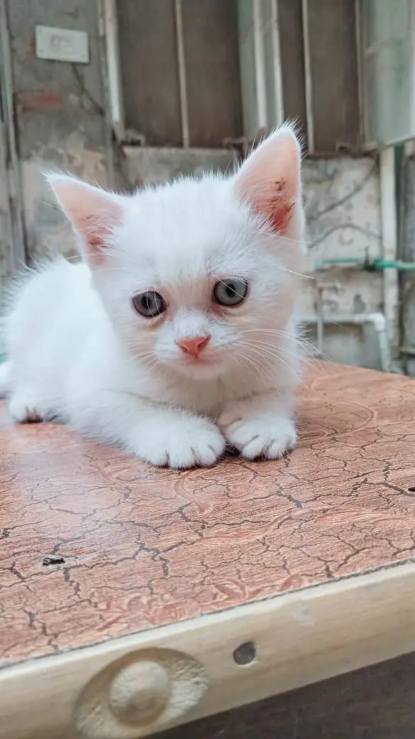 white colour sweet and friendly kitten. [03318386875] — photo 2