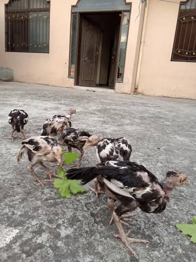 Aseel mianwali chicks