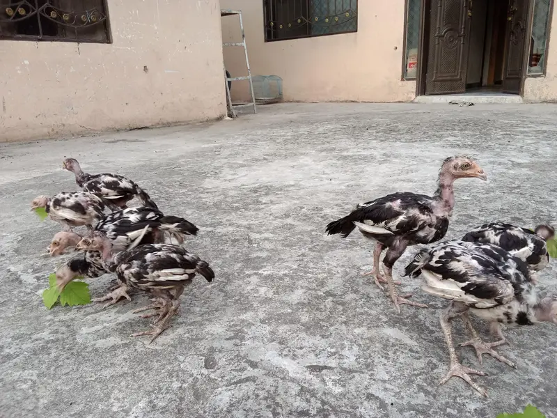 Aseel mianwali chicks — photo 2