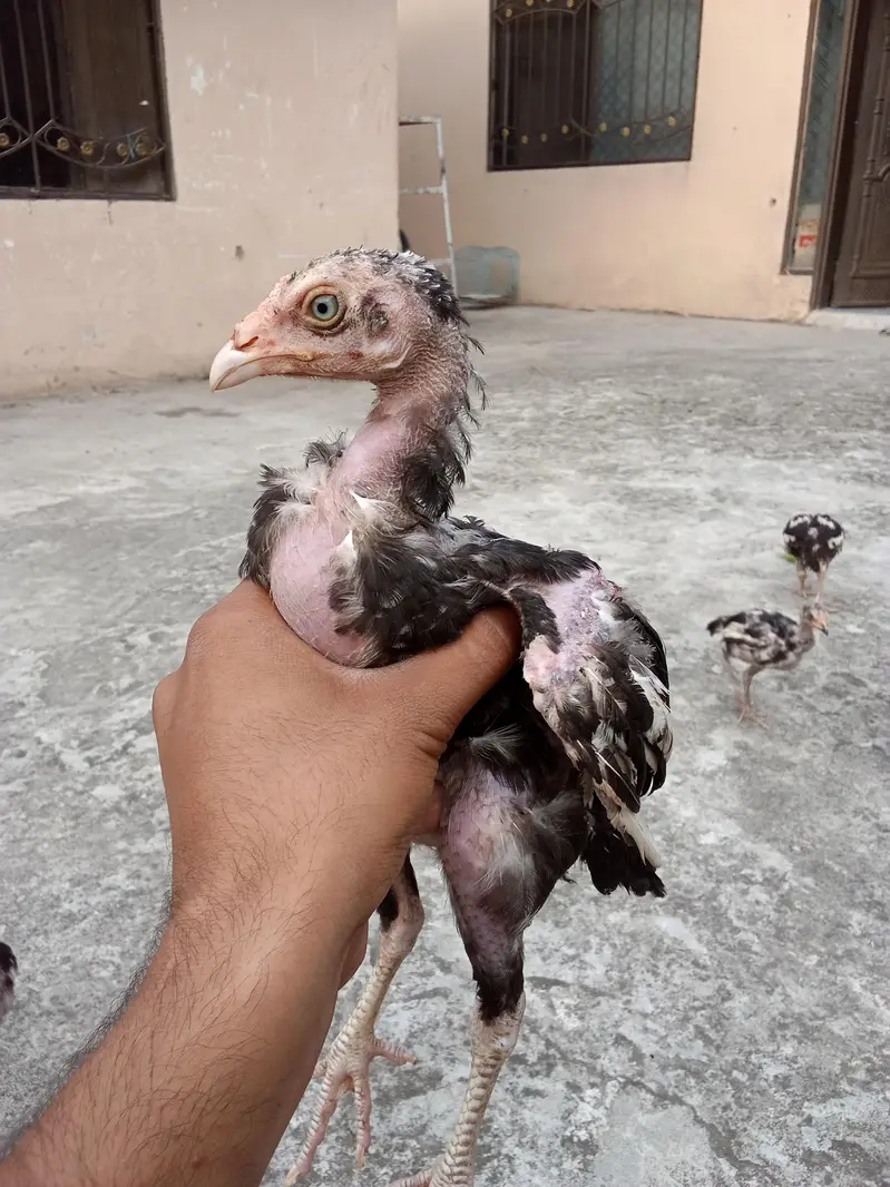 Aseel mianwali chicks — photo 3