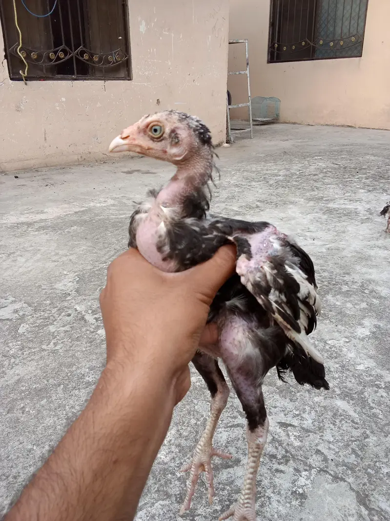 Aseel mianwali chicks — photo 4