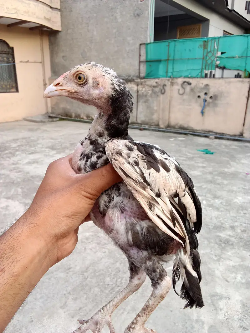 Aseel mianwali chicks — photo 5