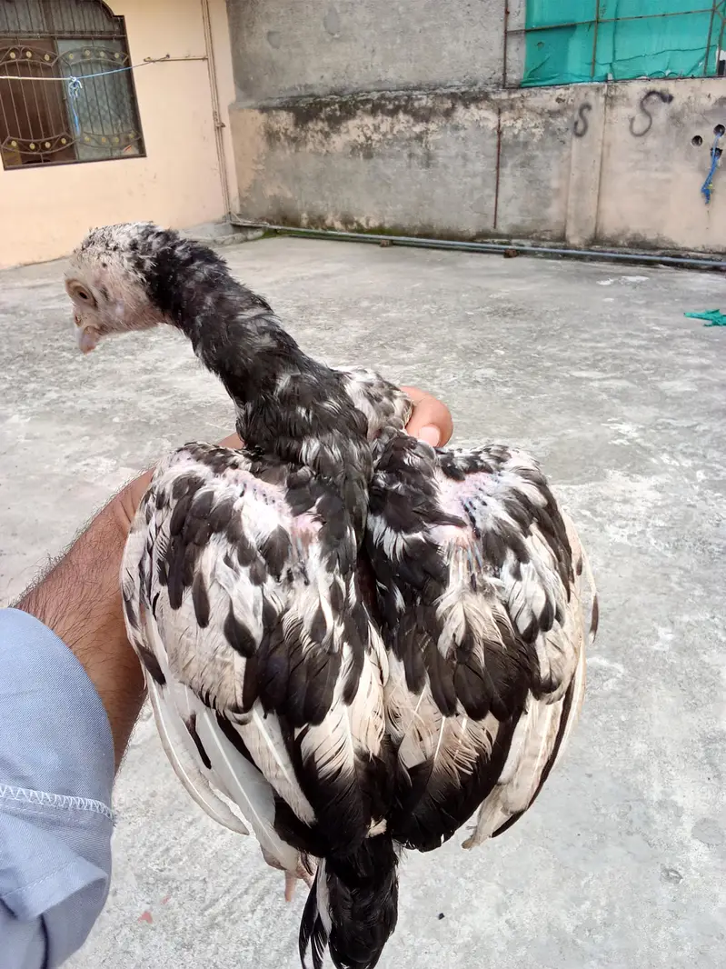 Aseel mianwali chicks — photo 6