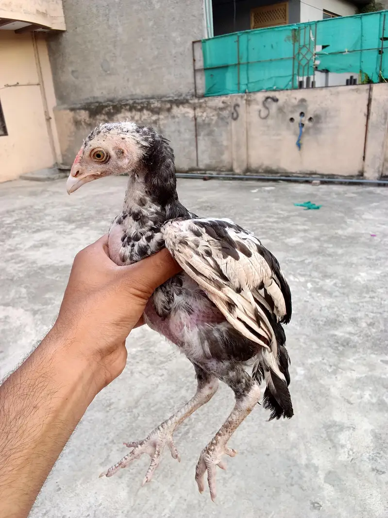 Aseel mianwali chicks — photo 7