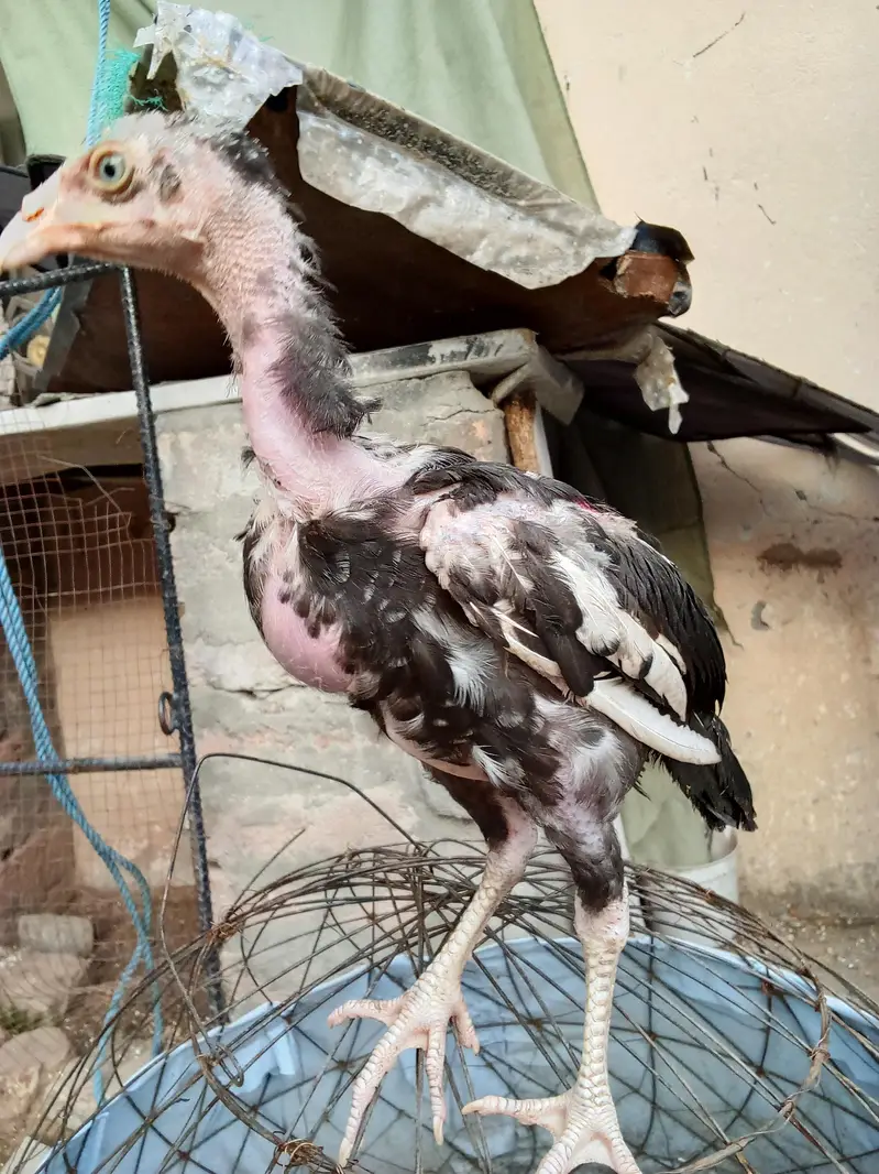Aseel mianwali chicks — photo 8