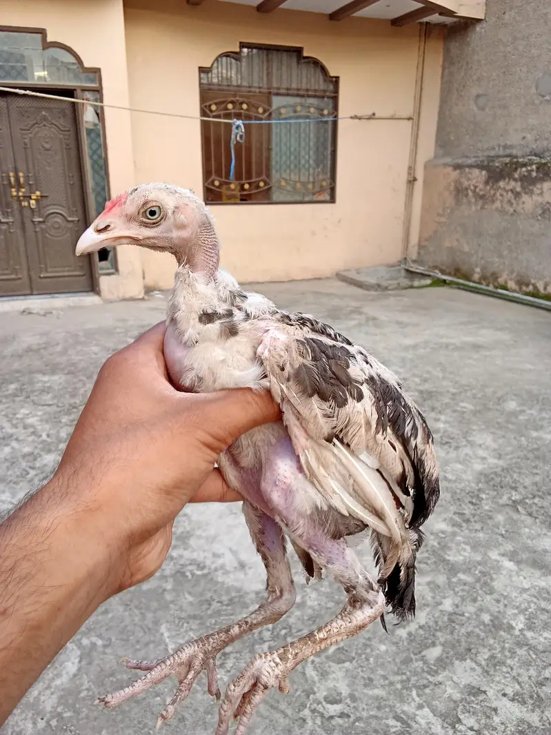 Aseel mianwali chicks — photo 9