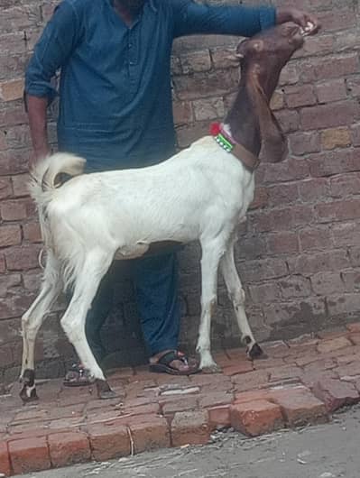 inshallah pehli bar bachy dy gi gaban phat sale