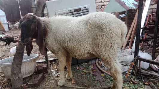 Pure Desii Sheep