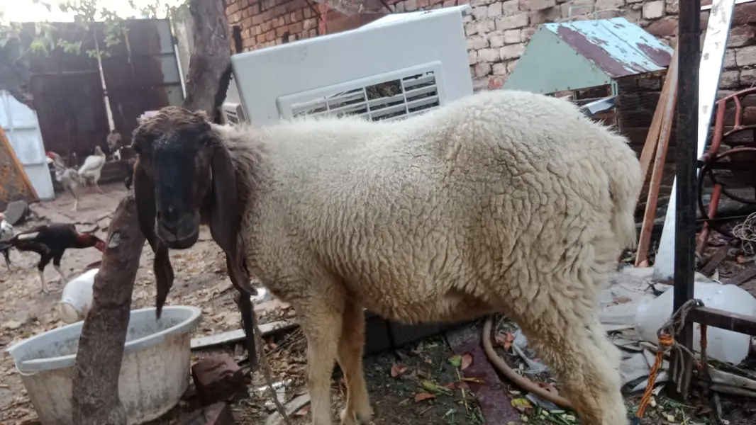 Pure Desii Sheep — photo 2