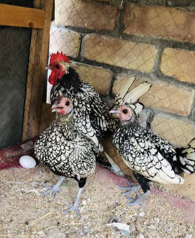 Silver’s sebrights fancy hens
