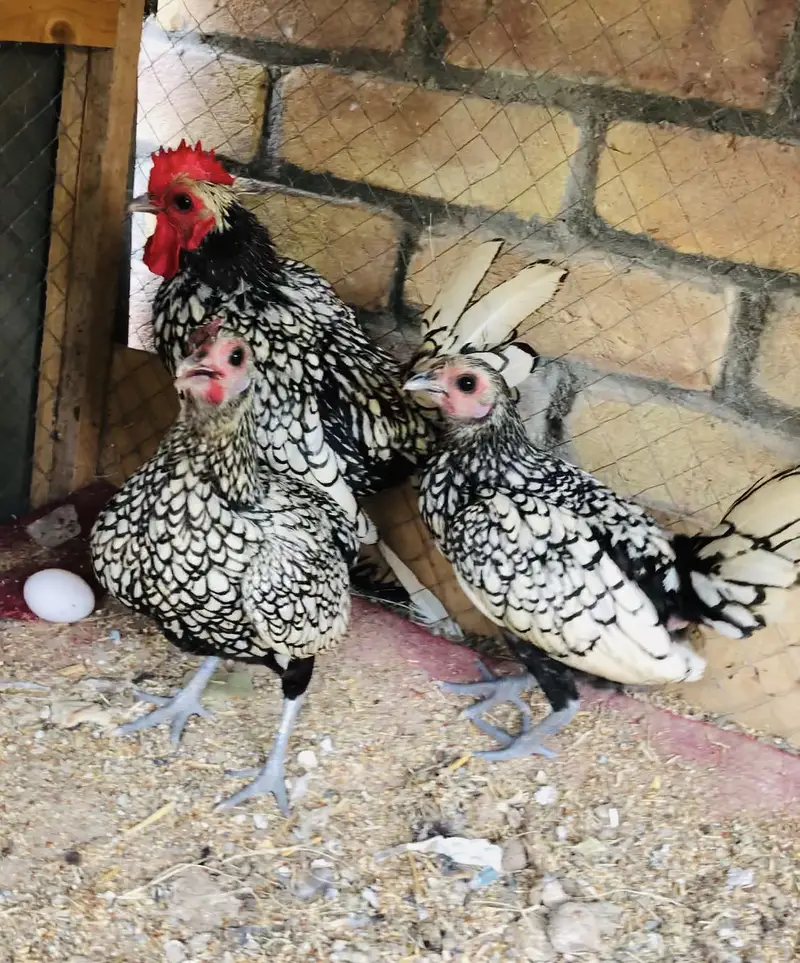 Silver’s sebrights fancy hens — photo 2