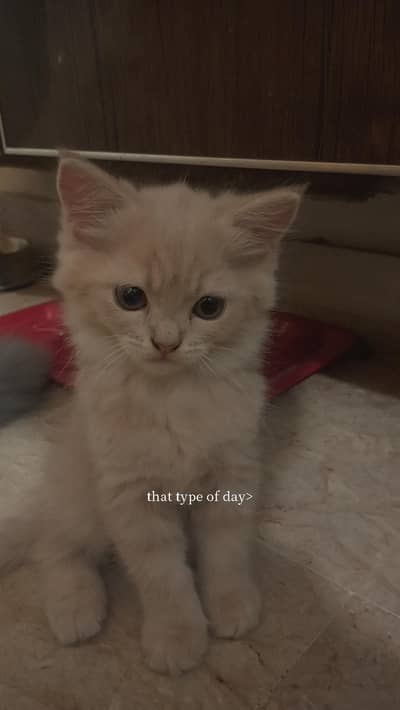 Persian kitten for sale