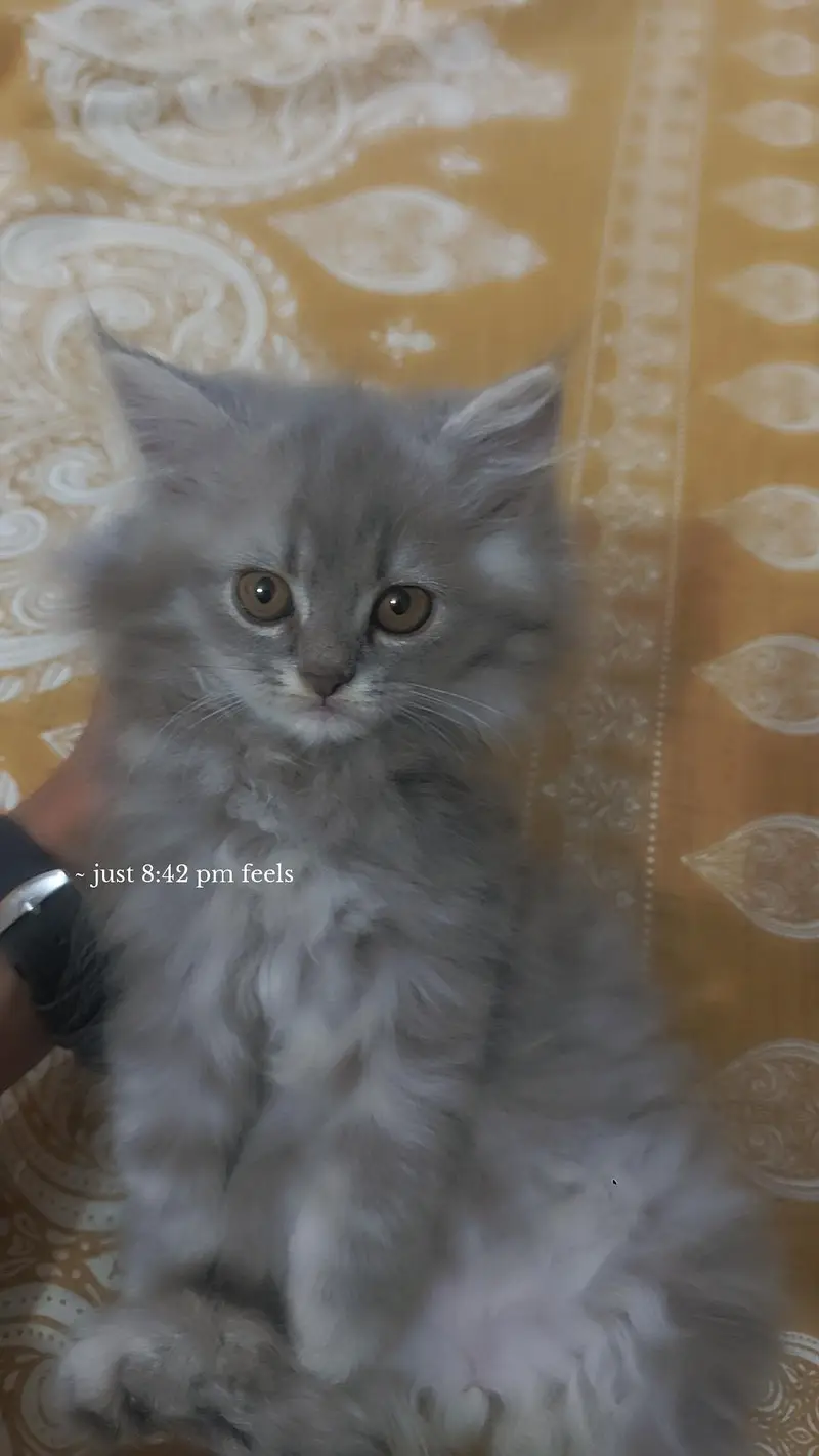 Persian kitten for sale — photo 3