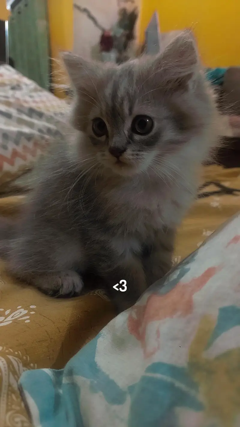 Persian kitten for sale — photo 4