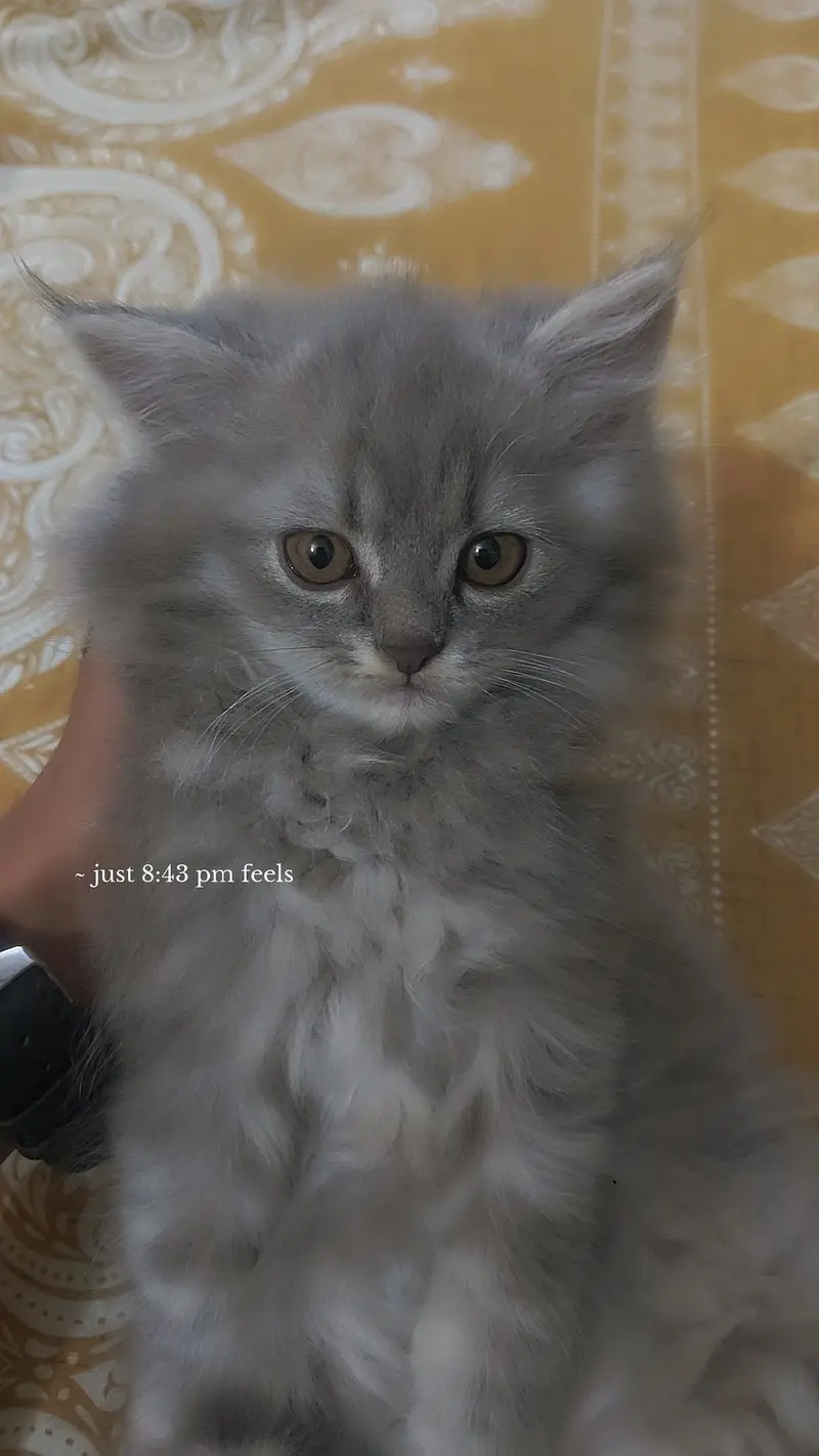 Persian kitten for sale — photo 5