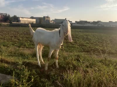 bital Bakra