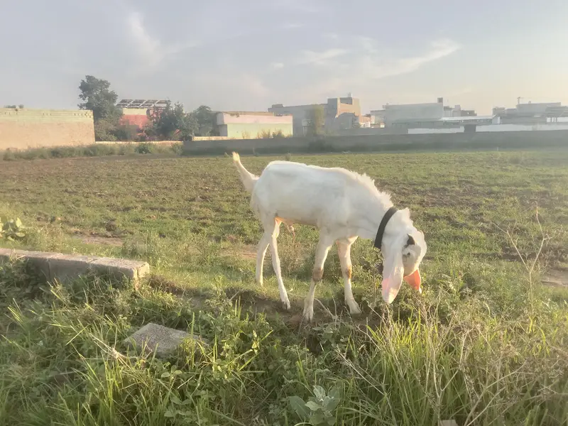 bital Bakra — photo 2