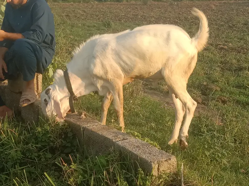 bital Bakra — photo 3