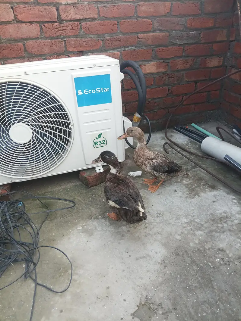 Desi duck 