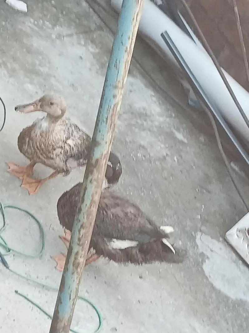 Desi duck  — photo 2