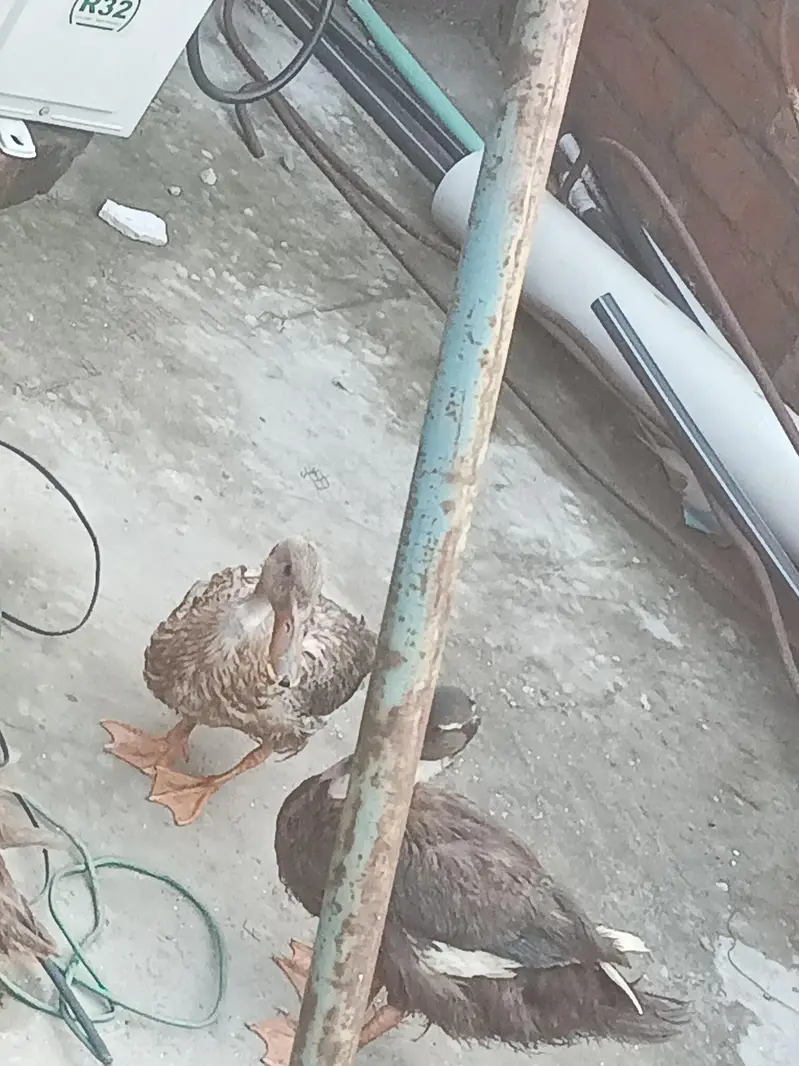 Desi duck  — photo 3