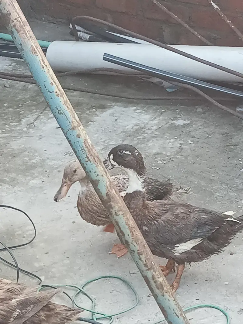 Desi duck  — photo 4