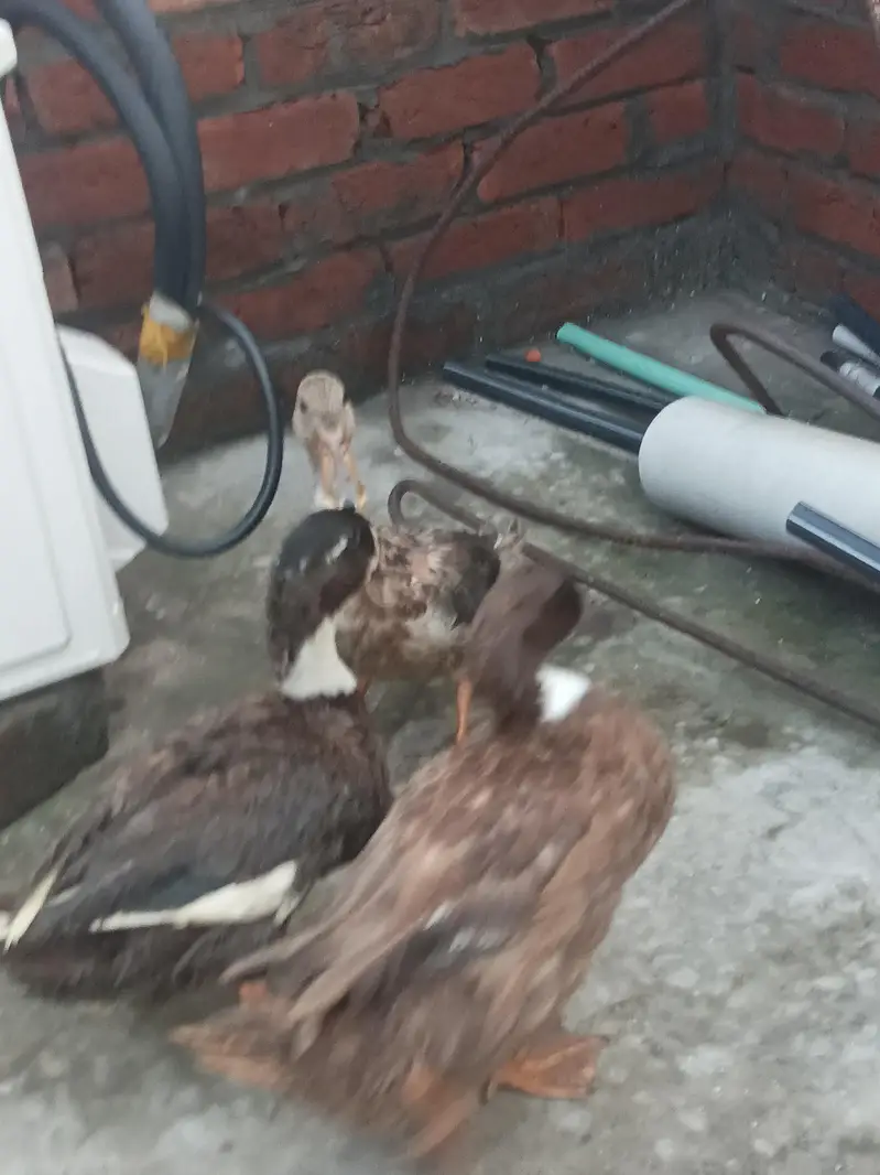 Desi duck  — photo 5