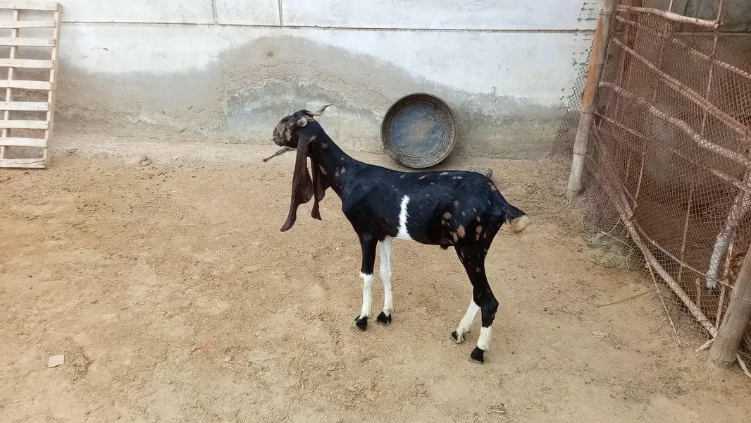 12 Month Kamori Bakra for sale — photo 2