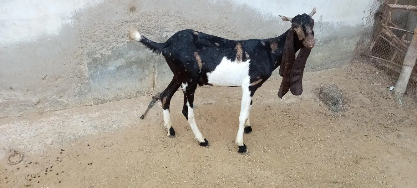 12 Month Kamori Bakra for sale — photo 3