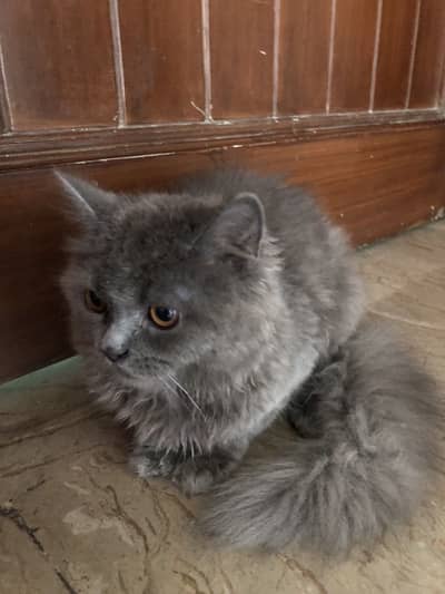 Small kitty for sale