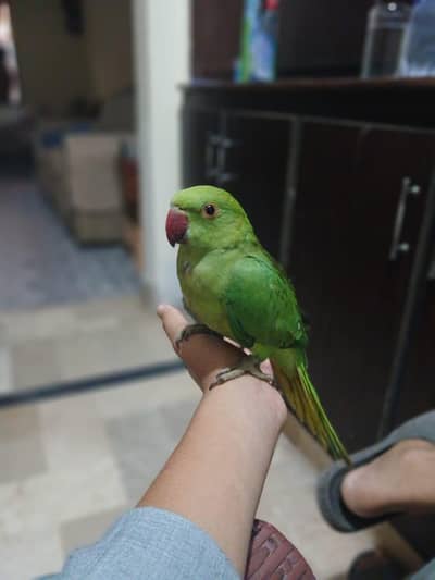 ring neck male hand tame patriot