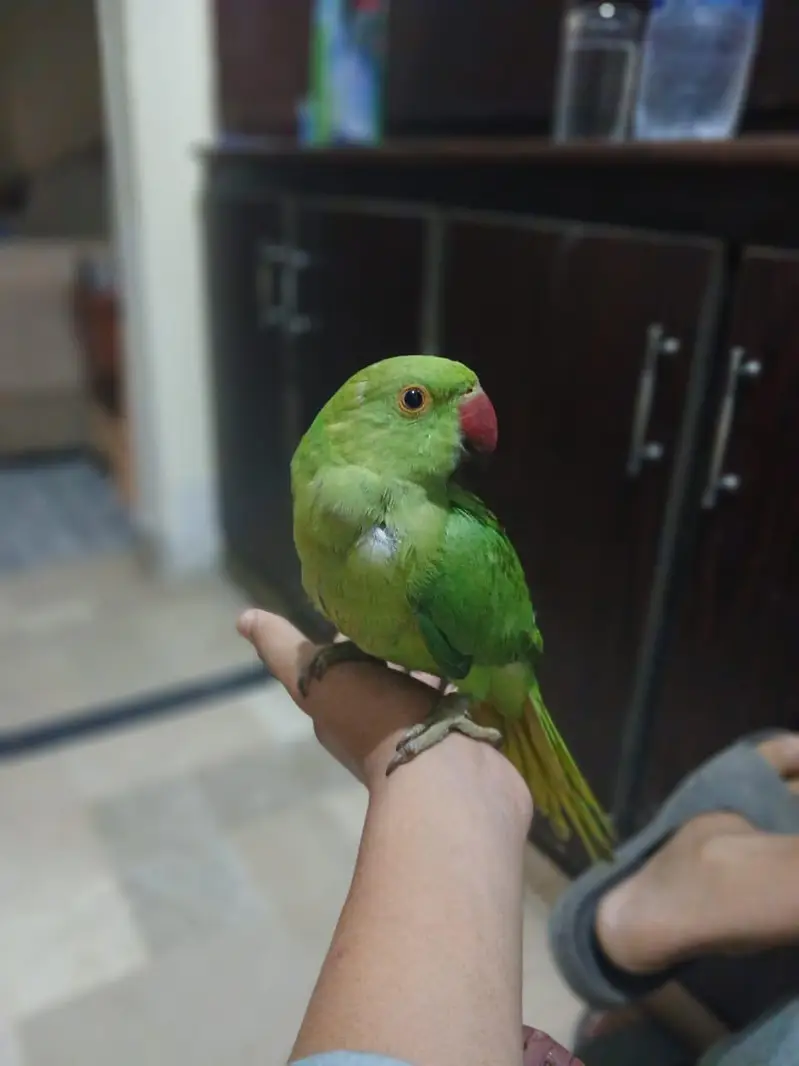 ring neck male hand tame patriot — photo 2