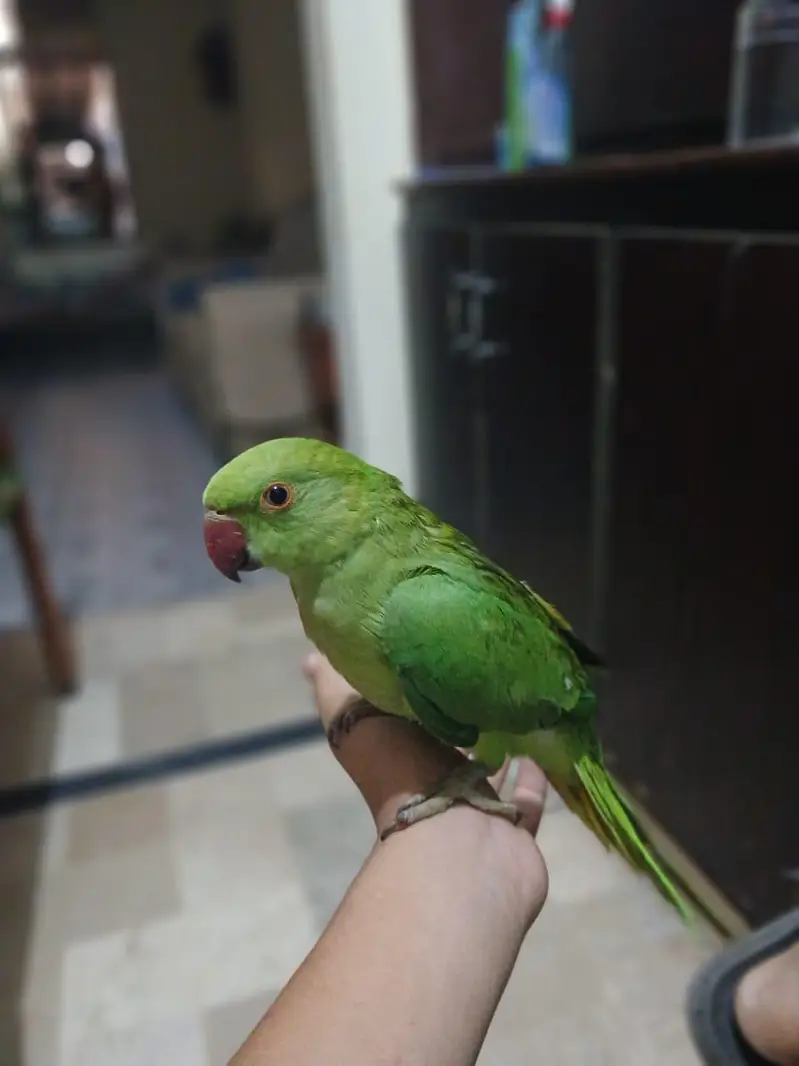 ring neck male hand tame patriot — photo 3