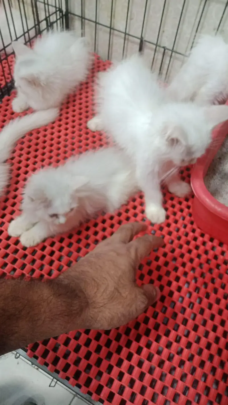i have a beautiful persion triple coat kitten's for sale — photo 3