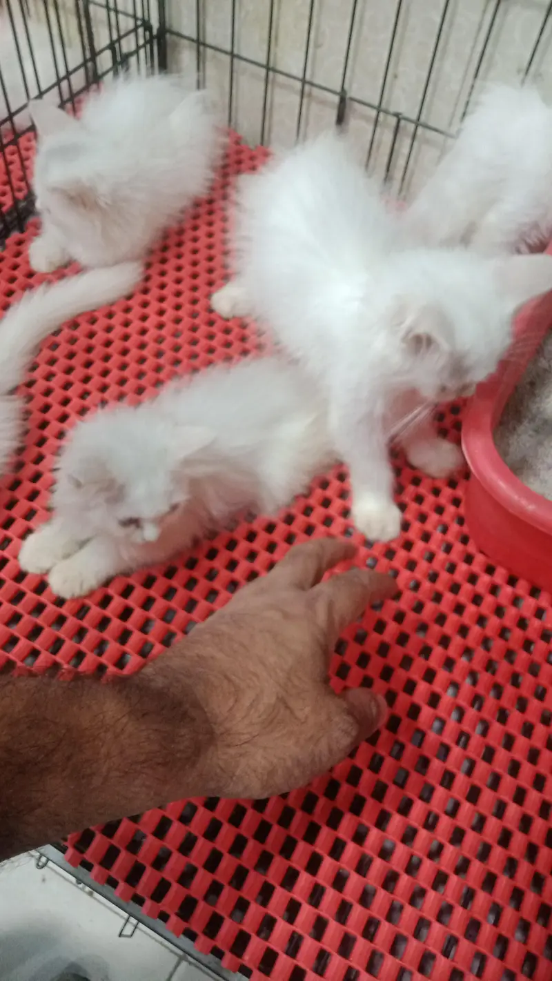 i have a beautiful persion triple coat kitten's for sale — photo 4