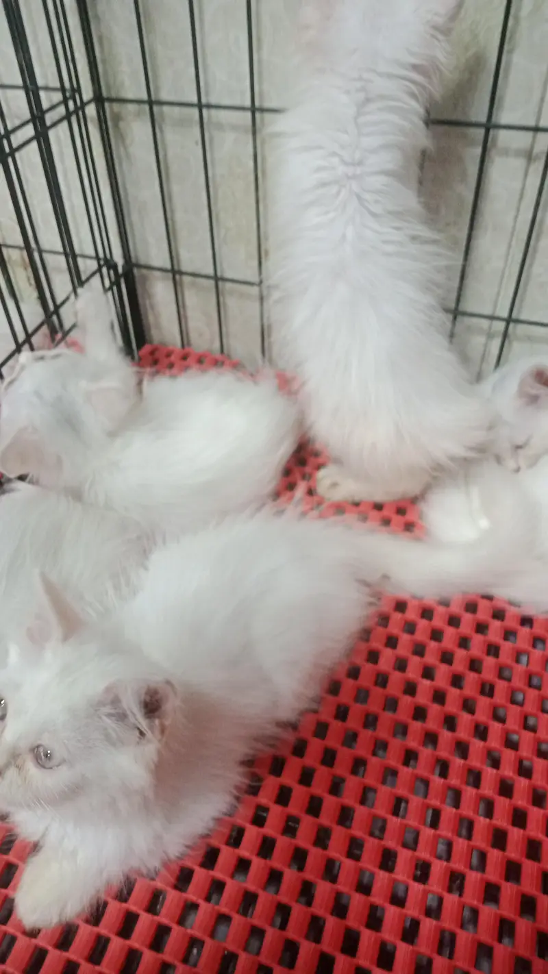i have a beautiful persion triple coat kitten's for sale — photo 5