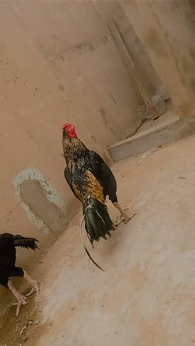 mianwali bloodline zero size jawa