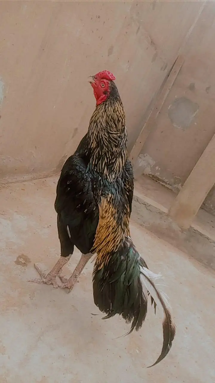 mianwali bloodline zero size jawa — photo 4