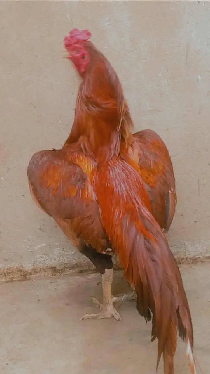 mianwali bloodline zero size jawa — photo 5