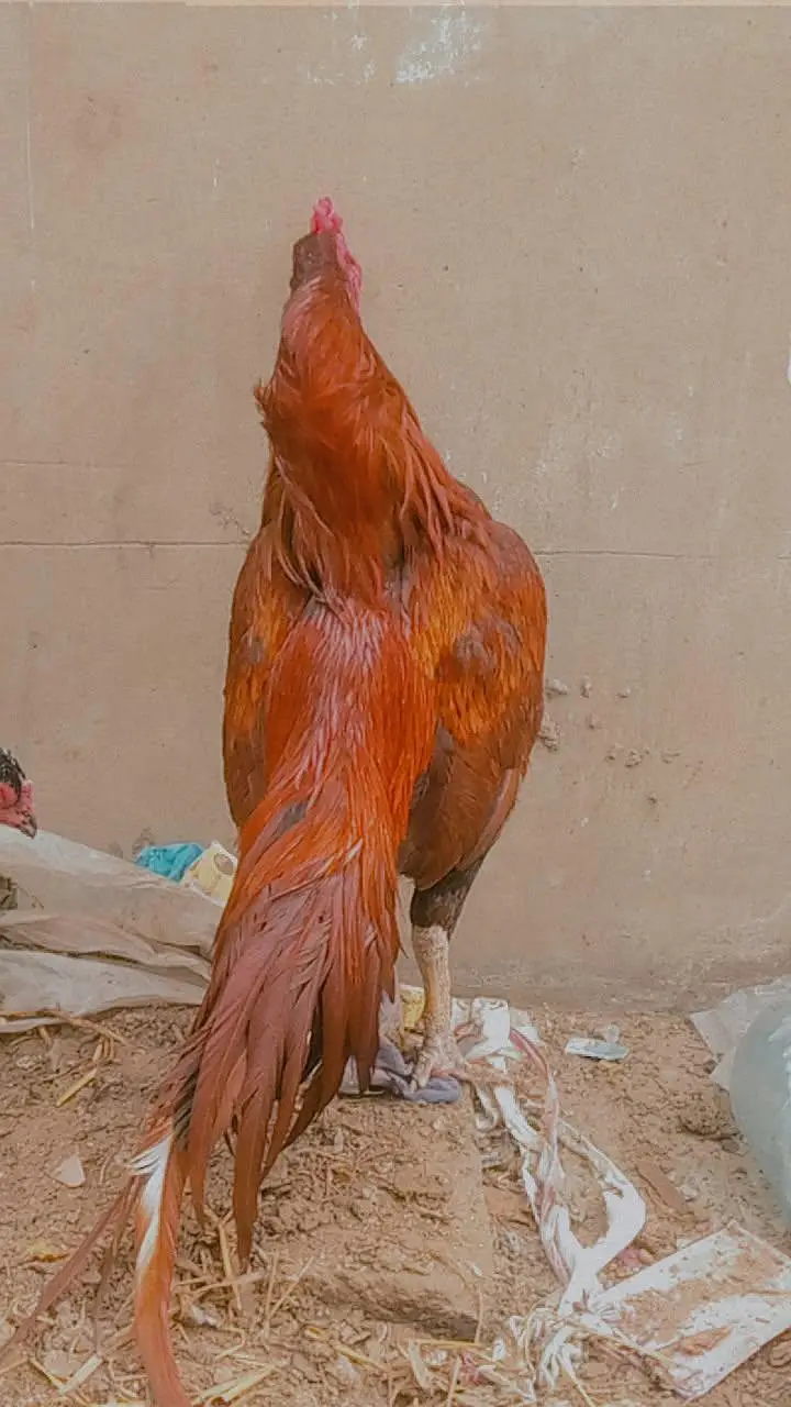 mianwali bloodline zero size jawa — photo 7