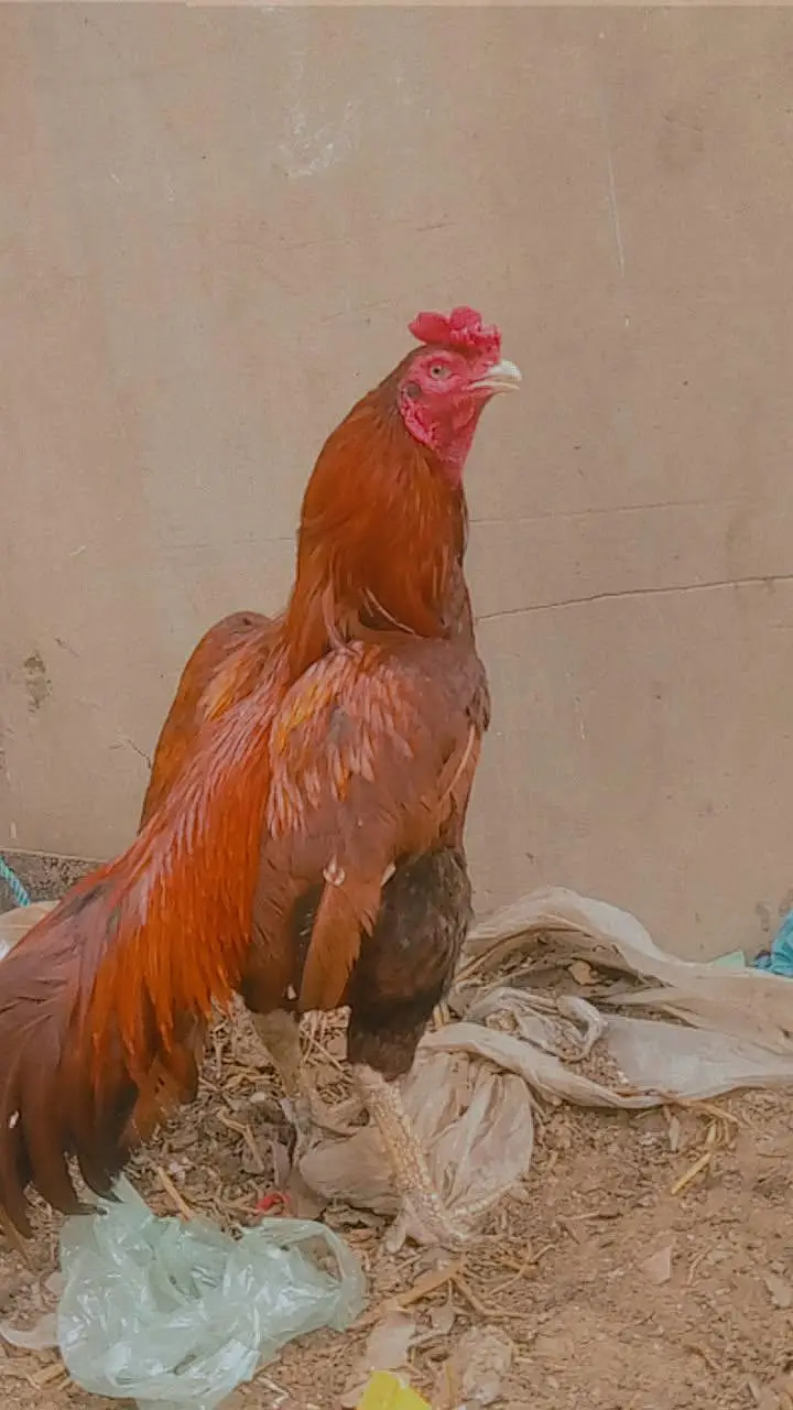 mianwali bloodline zero size jawa — photo 8