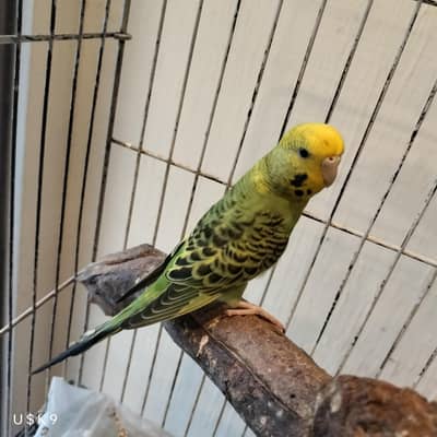 hogo split Female