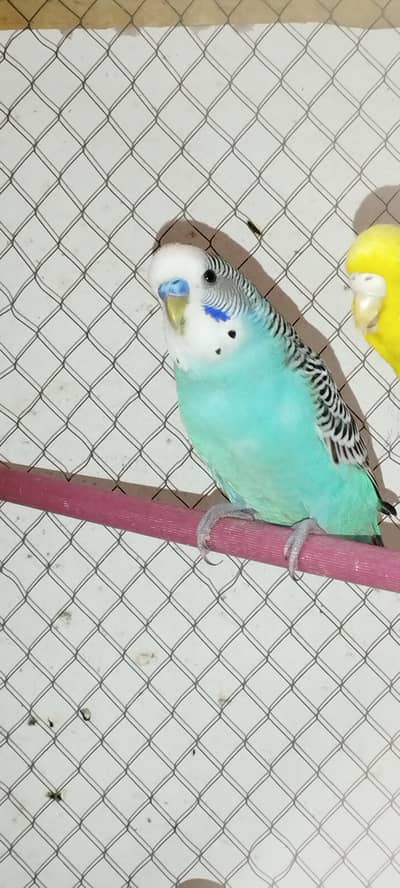 Budgie [ Mix ]