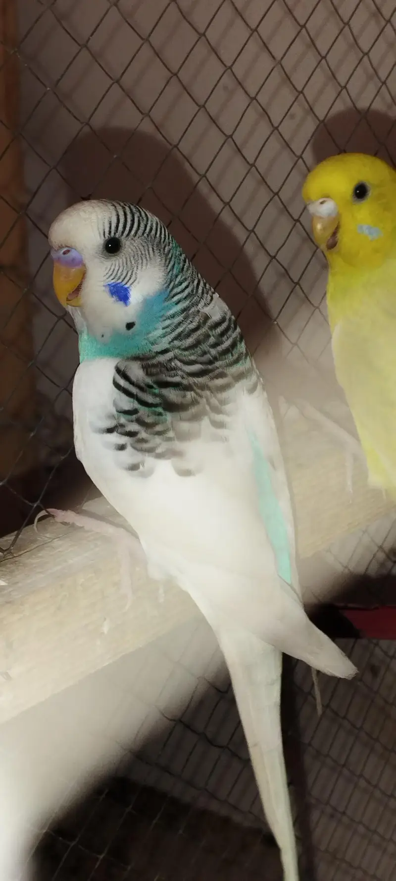 Budgie [ Mix ] — photo 2