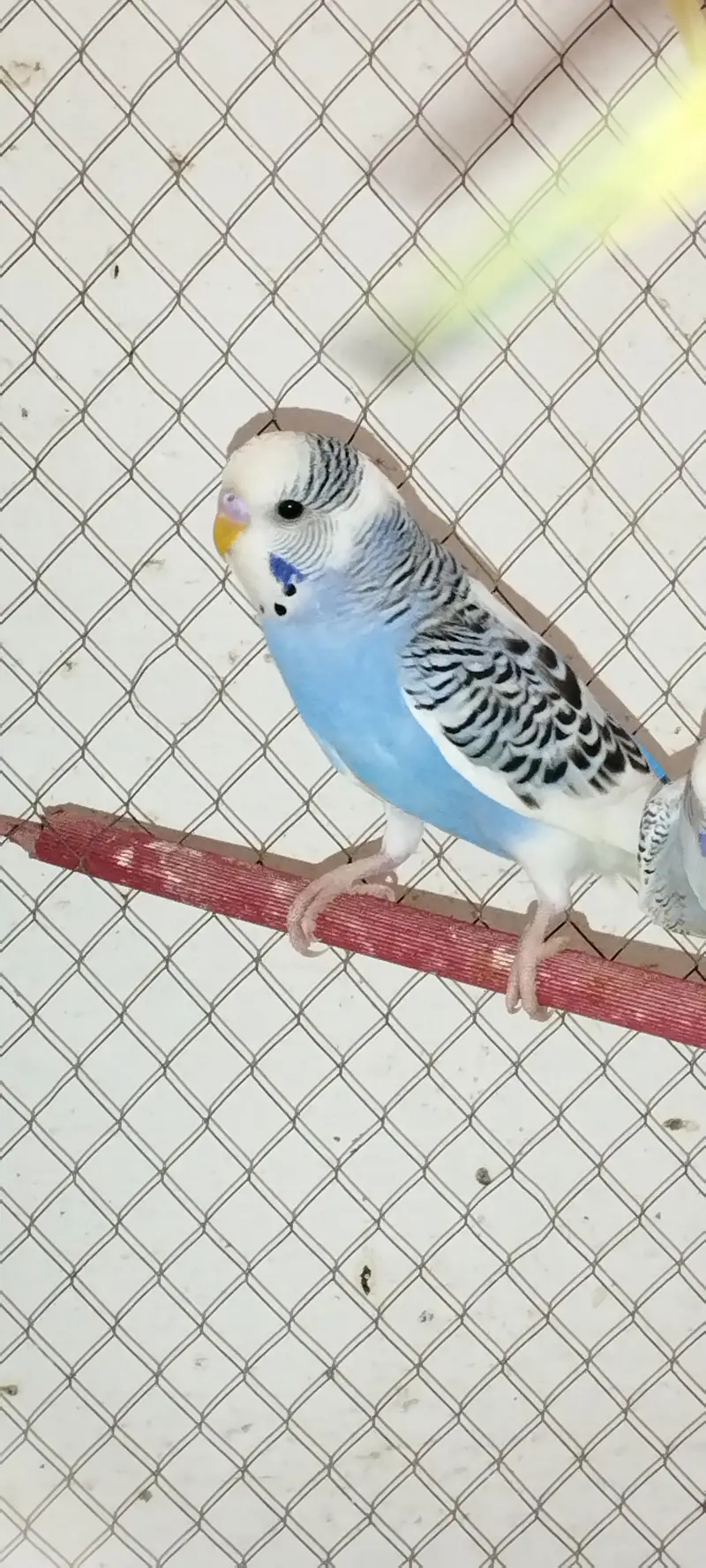 Budgie [ Mix ] — photo 3