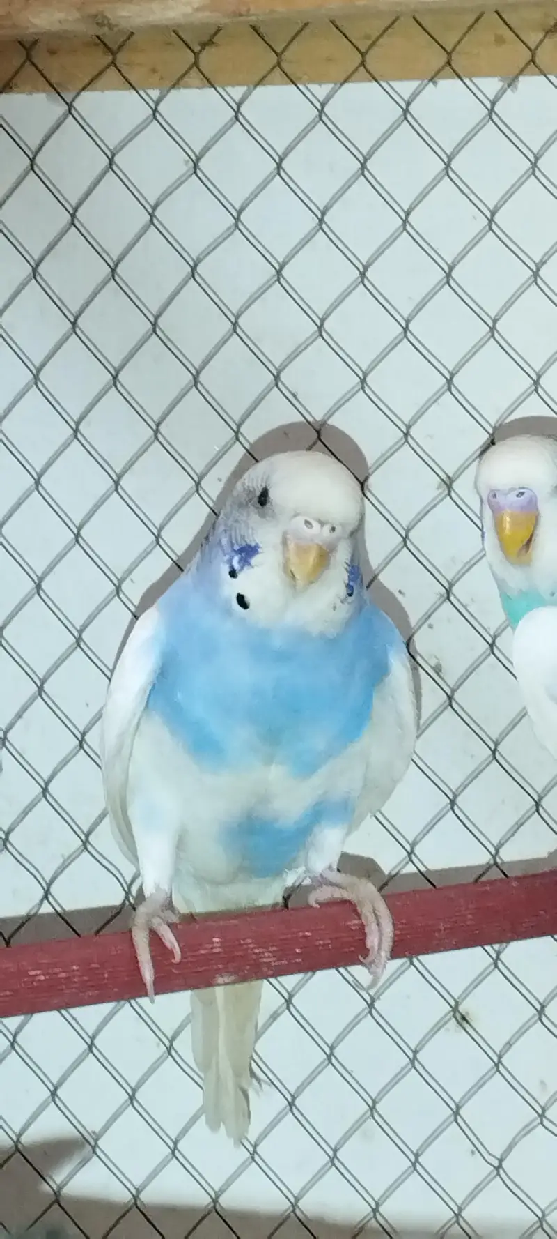 Budgie [ Mix ] — photo 4