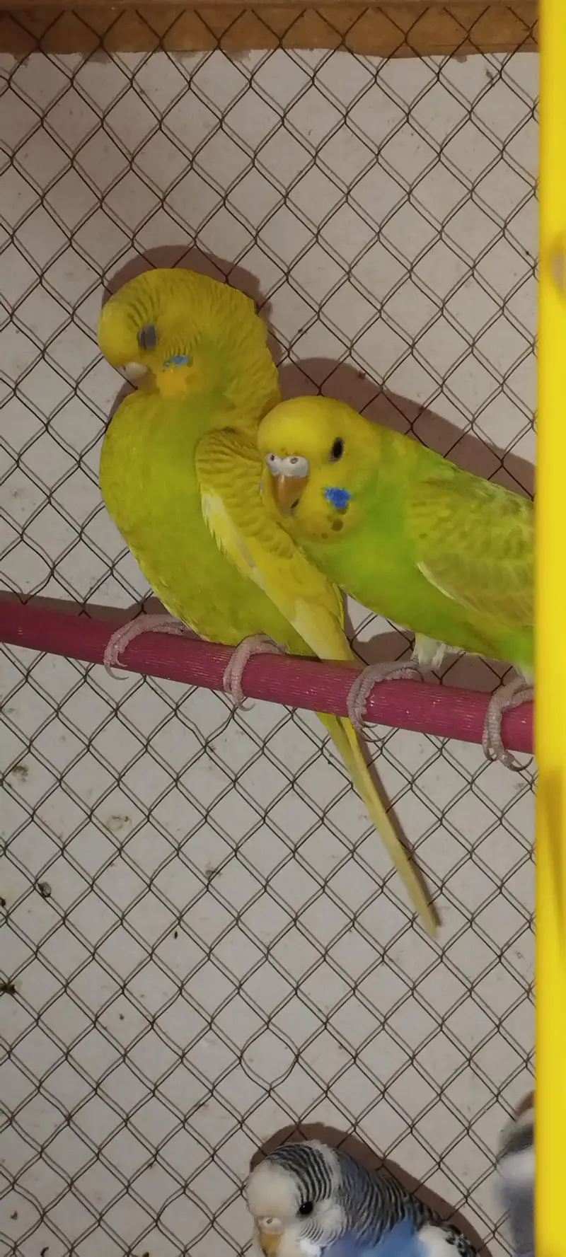 Budgie [ Mix ] — photo 5