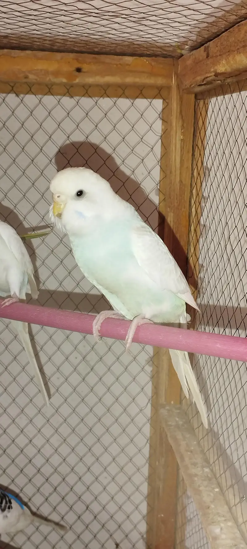 Budgie [ Mix ] — photo 6