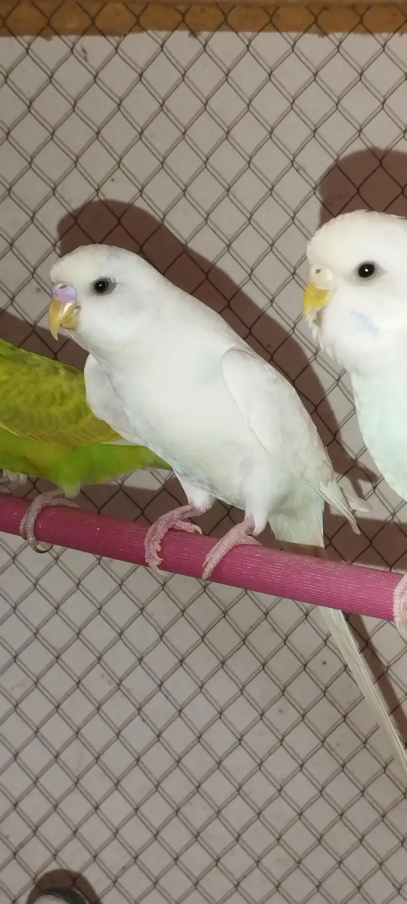 Budgie [ Mix ] — photo 7