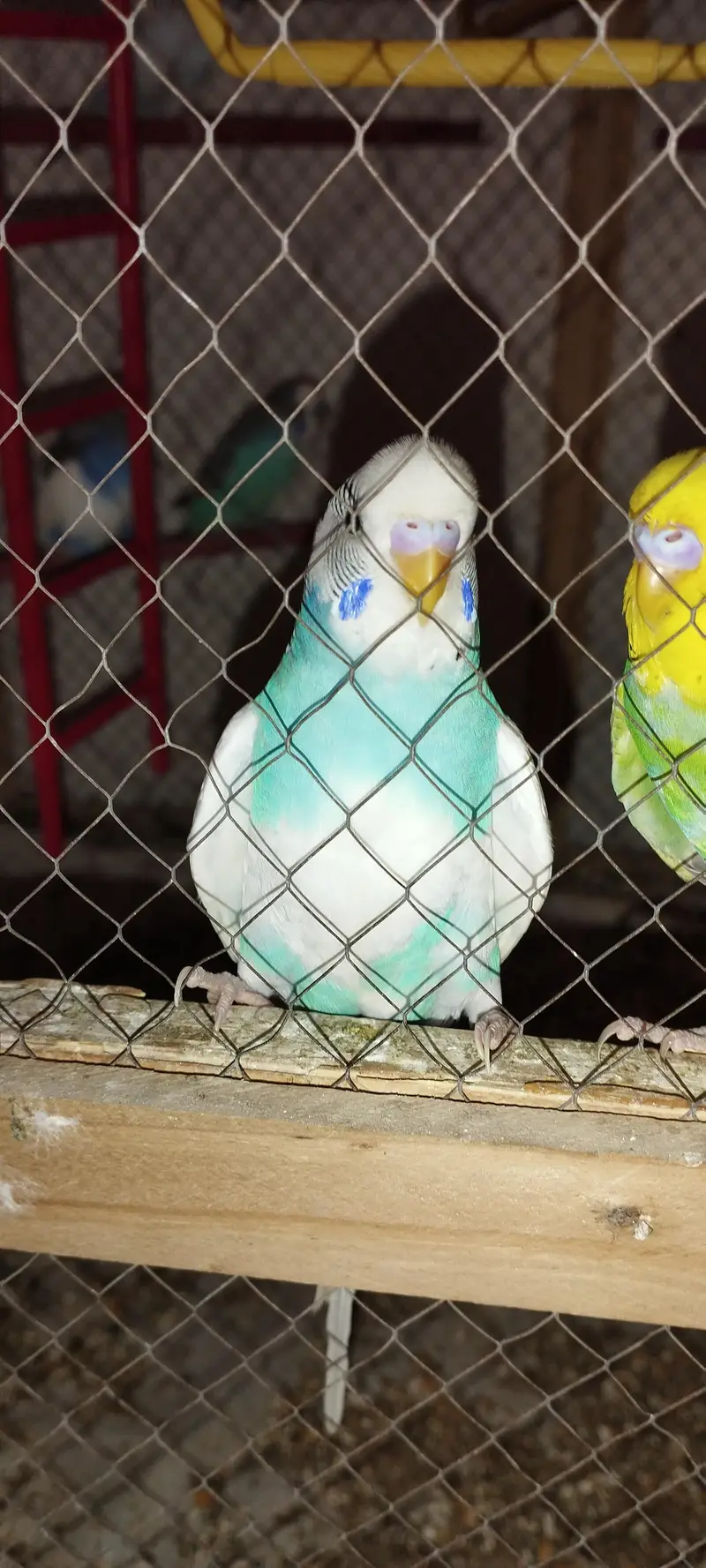 Budgie [ Mix ] — photo 8